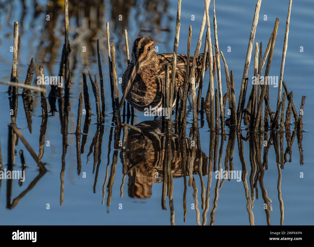 Common snipe, Gallinago gallinago, feeding in shallow lagoon, in winter. Stock Photo