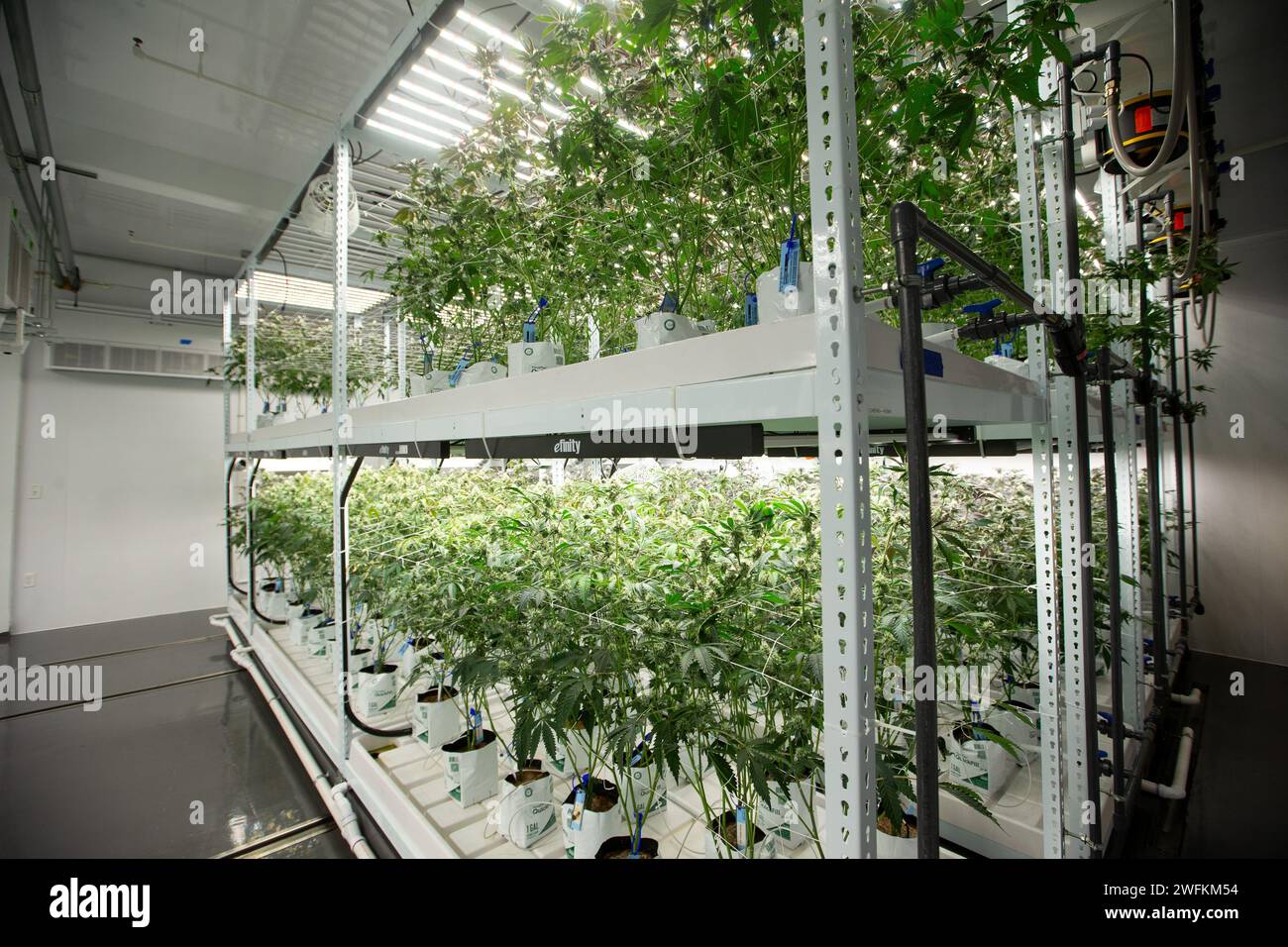 Cannabis are maintained under grow lights inside the grow room of a