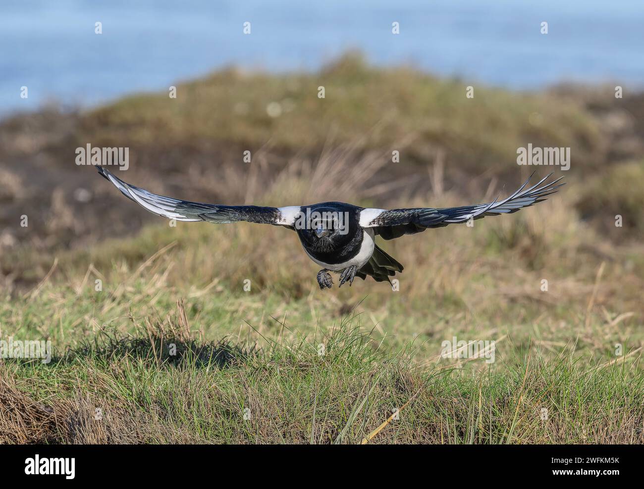 Common magpie, Pica pica, in flight over grassland, winter. Stock Photo