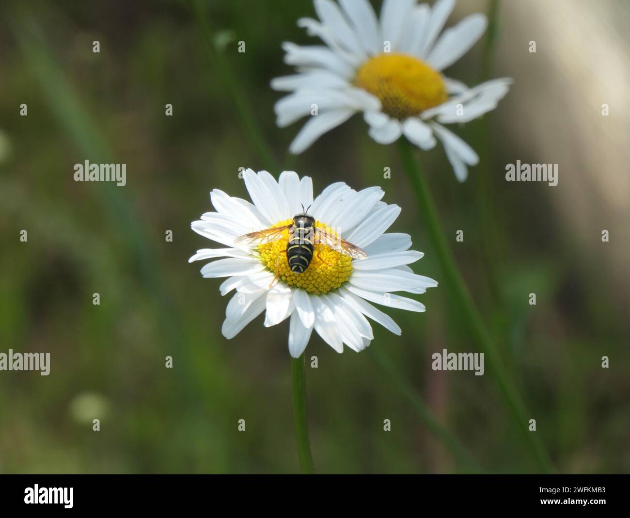 The hoverfly sitting in the center of daisy flower Stock Photo