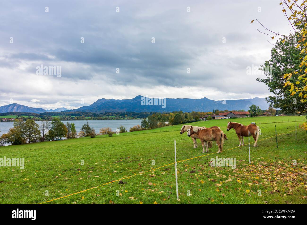 Murnau am Staffelsee: lake Riegsee, Alps, horses in Oberbayern, Pfaffenwinkel, Upper Bavaria, Bayern, Bavaria, Germany Stock Photo