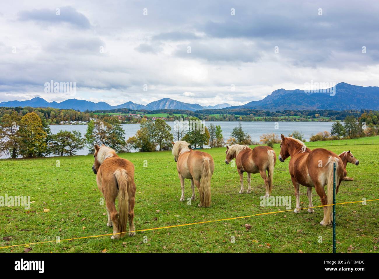 Murnau am Staffelsee: lake Riegsee, Alps, horses in Oberbayern, Pfaffenwinkel, Upper Bavaria, Bayern, Bavaria, Germany Stock Photo