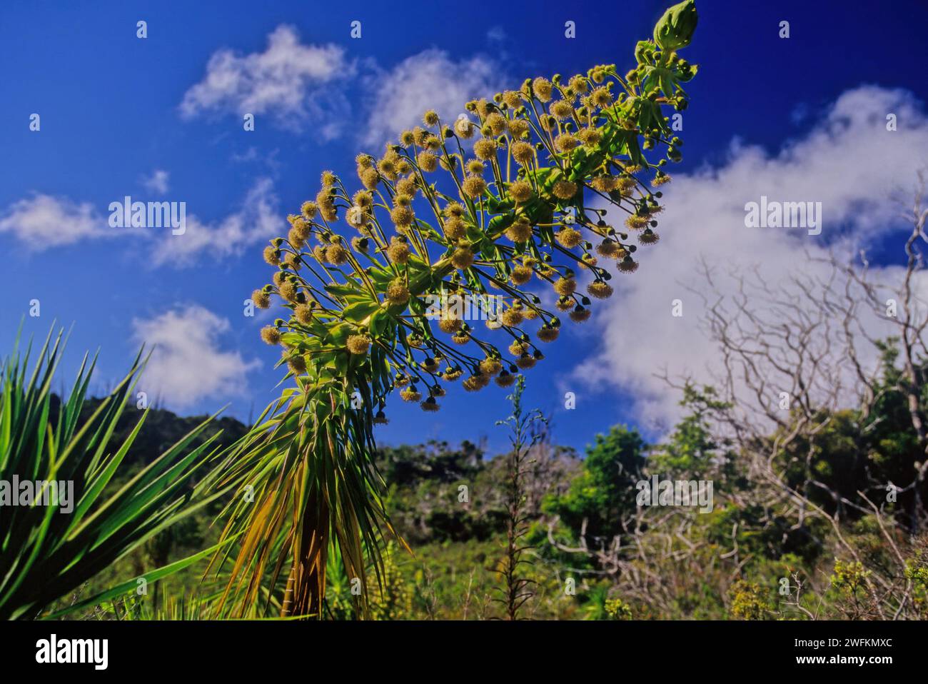 Wilkesia gymnoxiphium (Hawaiian iliau), is a species of flowering plant in the family Asteraceae that is endemic to the island of Kauaʻi in Hawaiʻi Stock Photo