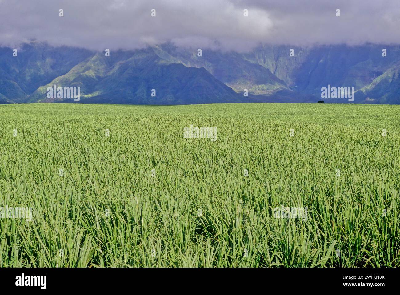 Sugarcane was introduced to Hawaiʻi by its first inhabitants in approximately 600 AD and was observed by Captain Cook upon arrival in the islands in 1 Stock Photo