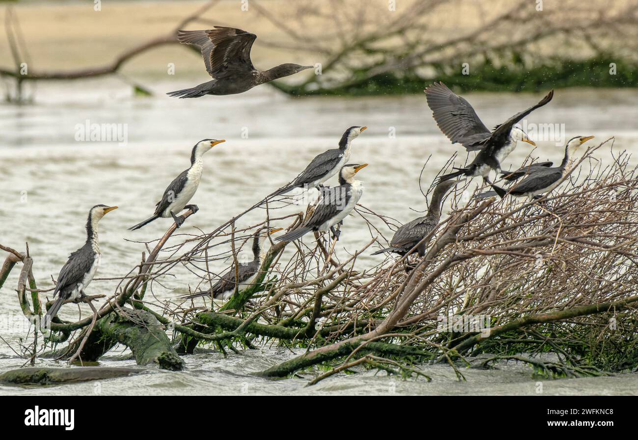 Group of Little pied cormorants, Microcarbo melanoleucos, roosting, with great cormorant flying overhead. Coorong, Australia. Stock Photo
