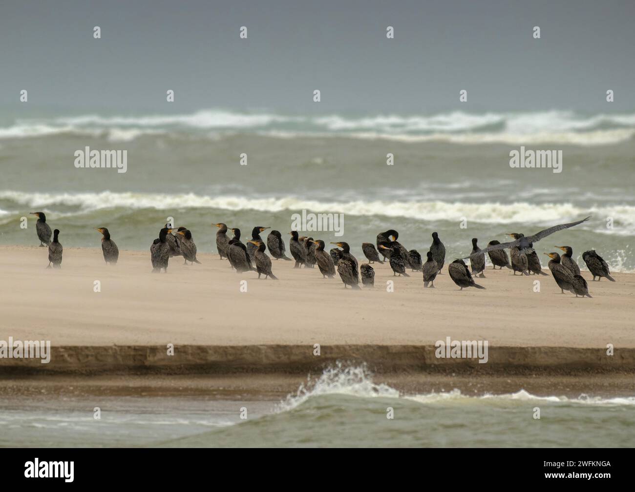 Great Cormorants, Phalacrocorax carbo, roosting on sand bar at Murray river mouth, with the ocean beyond. Australia. Stock Photo
