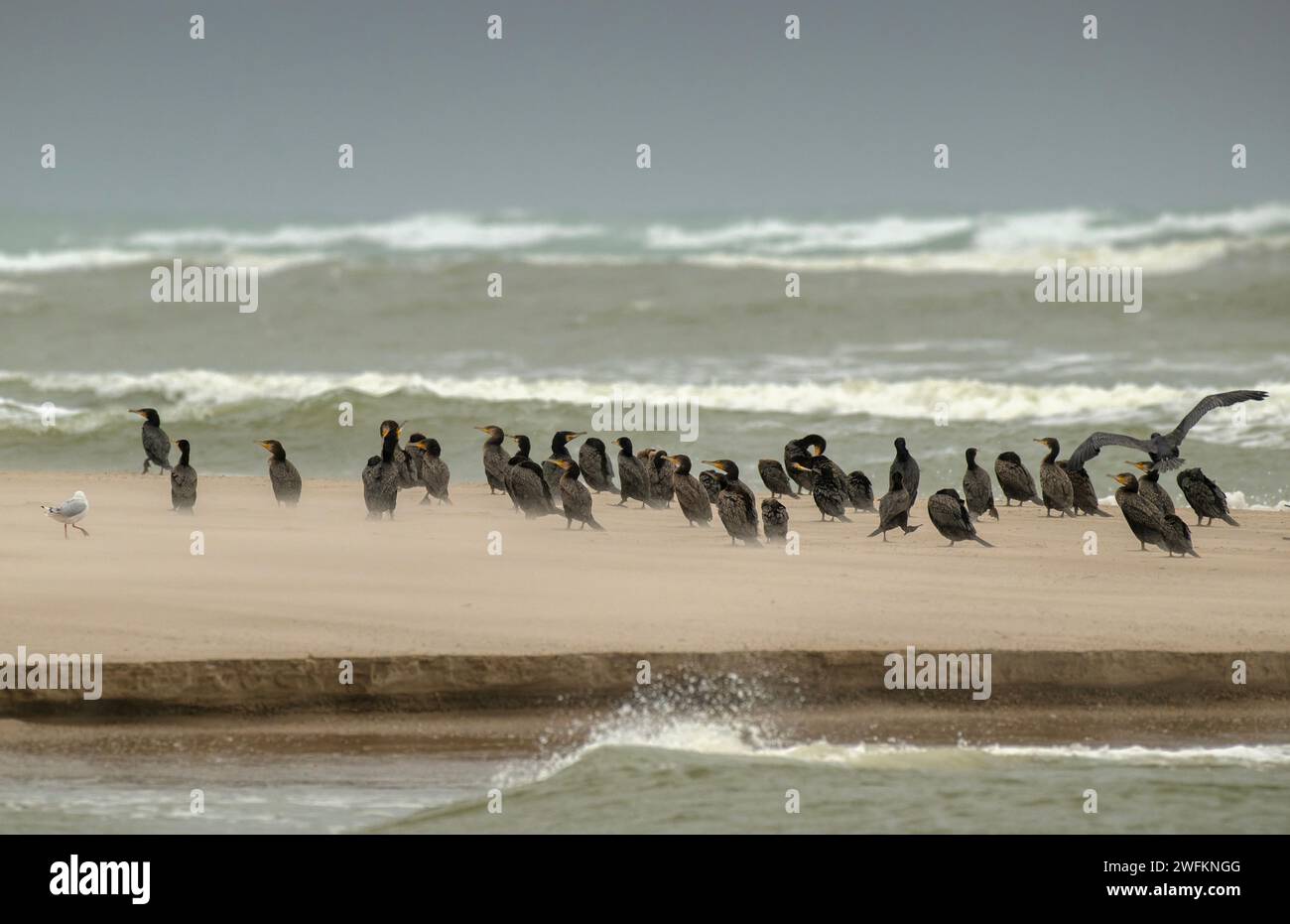 Great Cormorants, Phalacrocorax carbo, roosting on sand bar at Murray river mouth, with the ocean beyond. Australia. Stock Photo