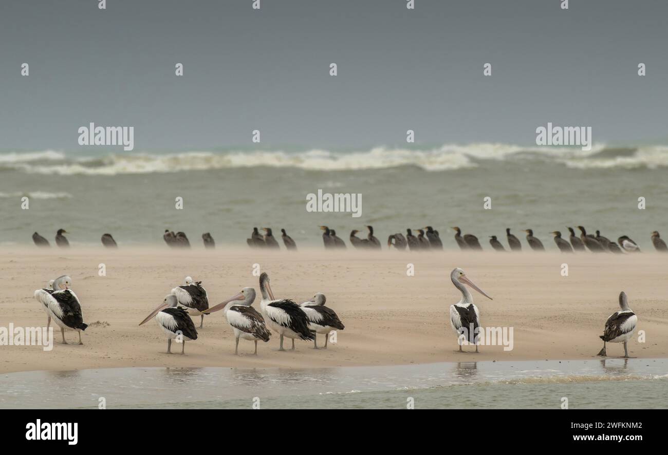 Australian pelicans, Pelecanus conspicillatus, and Great Cormorants, Phalacrocorax carbo, roosting on sand bar at Murray river mouth, with the ocean b Stock Photo