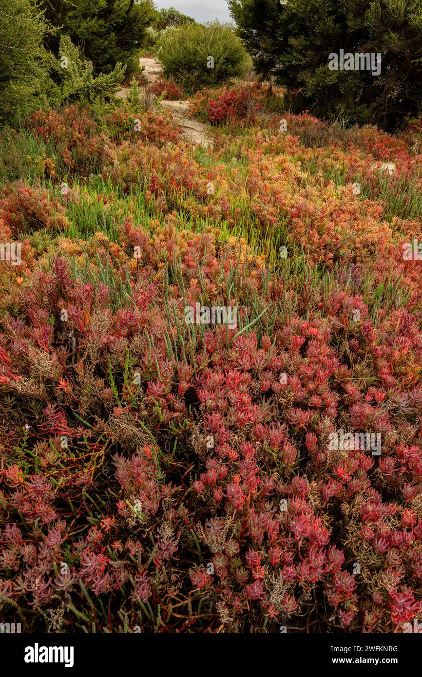 Austral seablite, Suaeda australis, and Beaded glasswort, Salicornia quinqueflora, in upper saltmarsh, Coorong, South Australia. Stock Photo