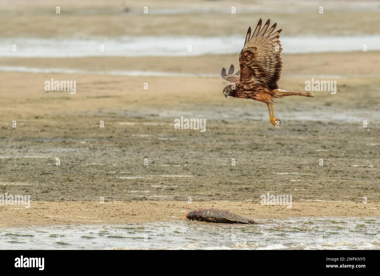 Swamp harrier, Circus approximans, coming in to land to feed on dead carp, Coorong lagoon, South Australia. Stock Photo