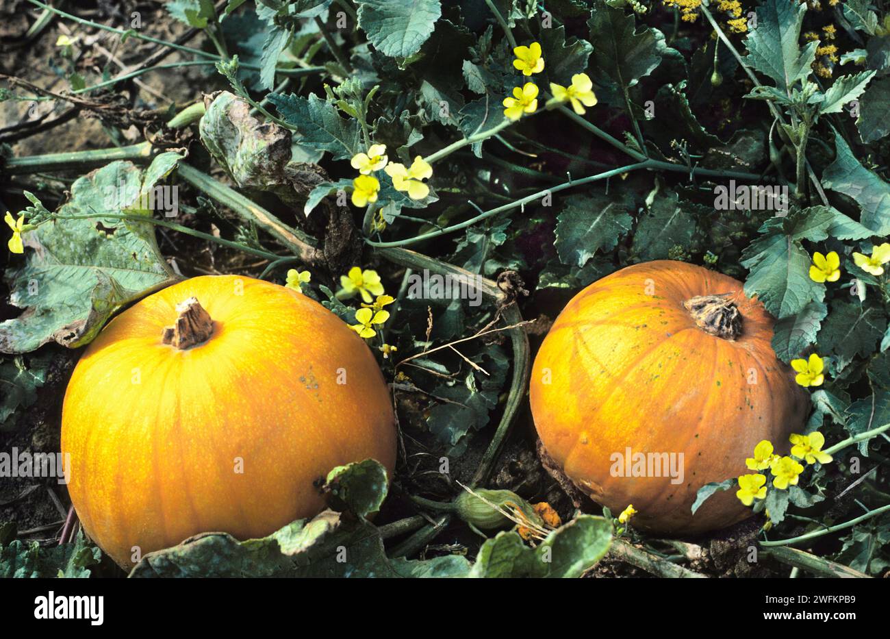 Pumpkins on the ground in a field. Pumpkin flowers. Pumpkin patch harvest in New England, USA Stock Photo