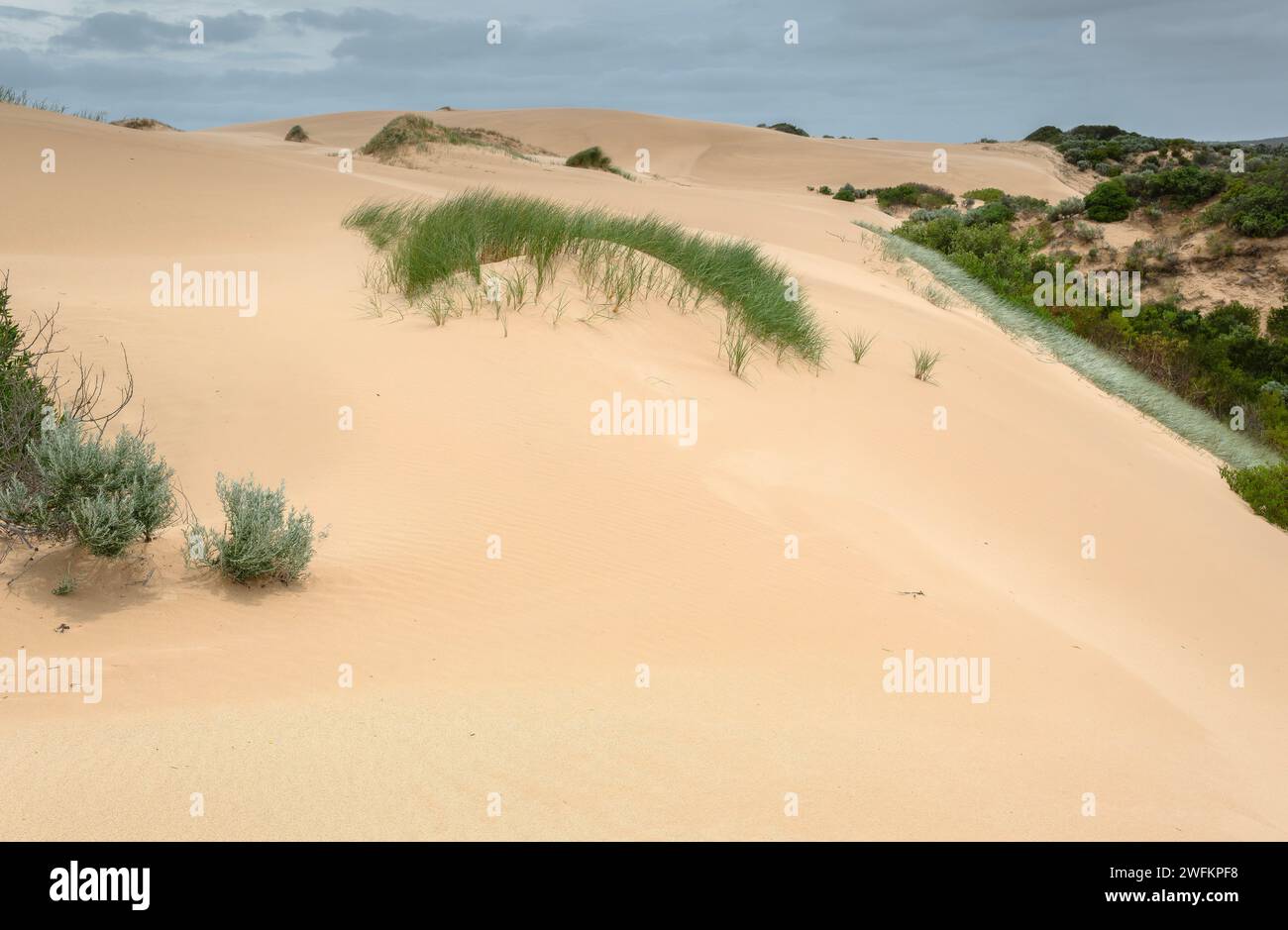 Sand dunes alongside the Coorong lagoon, South Australia. Stock Photo