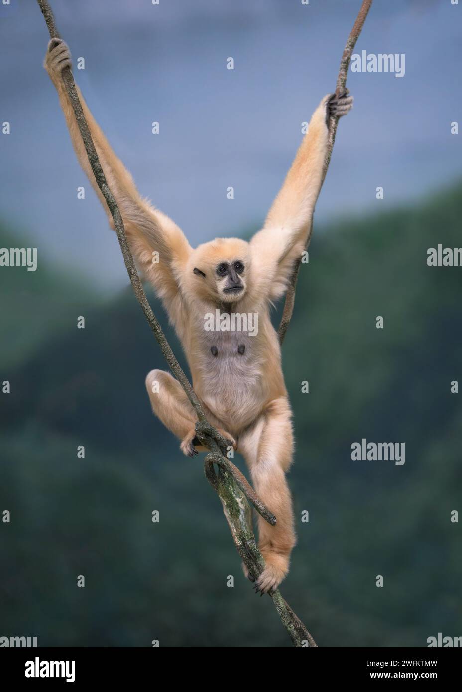 Adult female white-cheeked gibbon (Nomascus leucogenys) hanging from a rope Stock Photo
