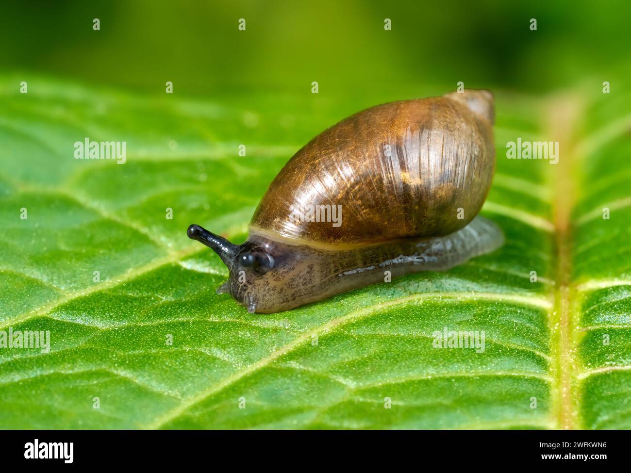 Amber snail crawling over a large green leaf Stock Photo