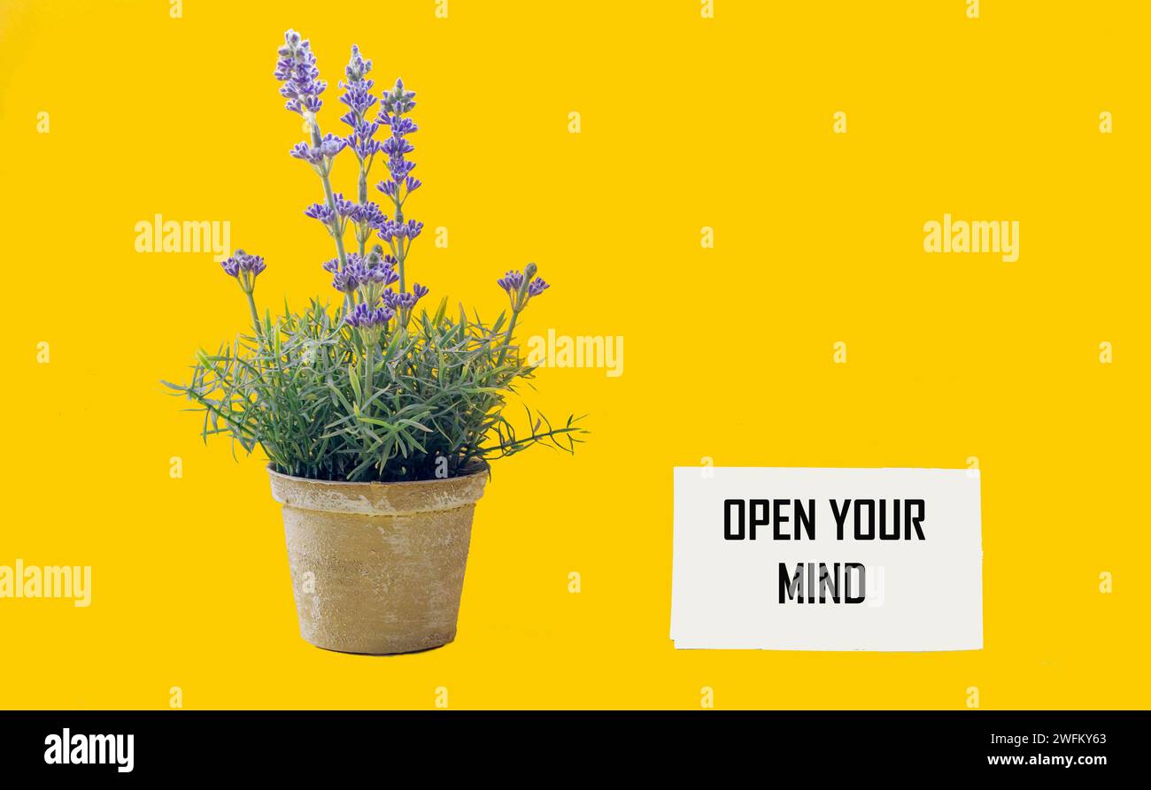 OPEN YOUR MIND text on a sticker and a yellow background, next to a vase with lavender. Conceptual image. Stock Photo
