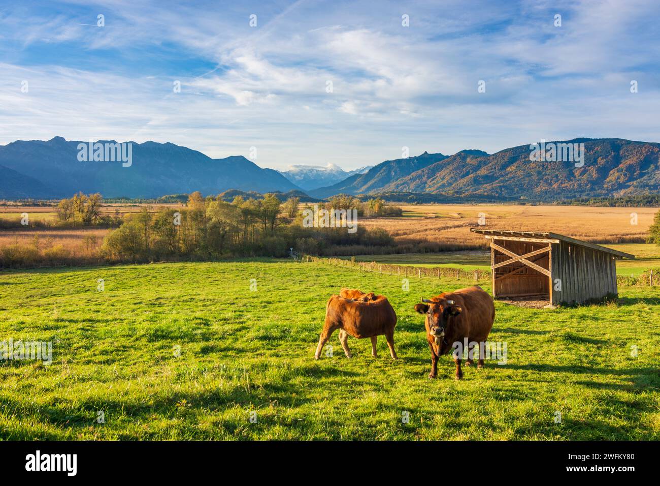 Murnau am Staffelsee: bog Murnauer Moos at sunrise, Alps, barnes, cows in Oberbayern, Pfaffenwinkel, Upper Bavaria, Bayern, Bavaria, Germany Stock Photo