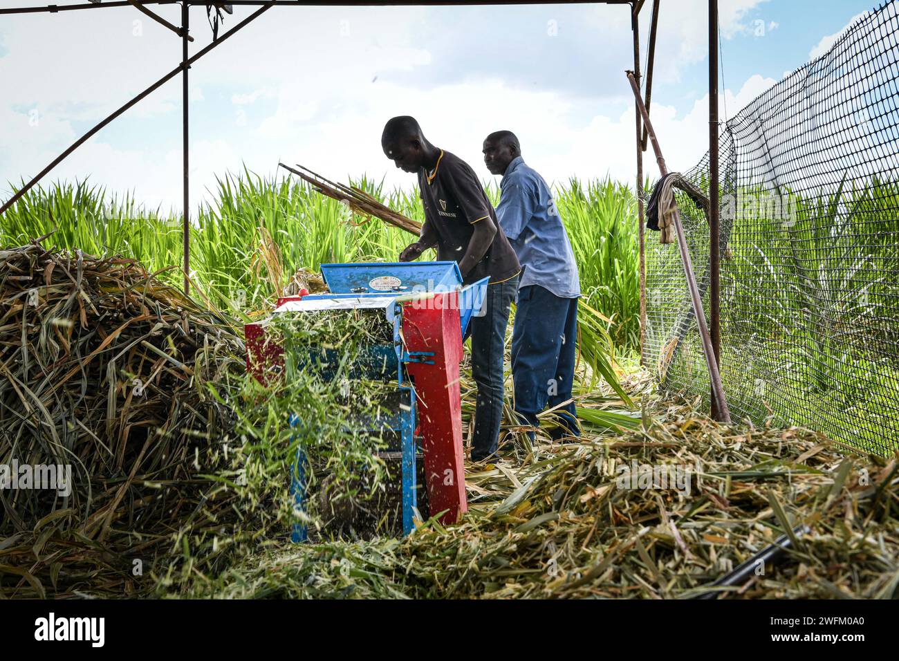 Nakuru, Kenya. 31st Jan, 2024. Local farmers crush Juncao crops at a ...