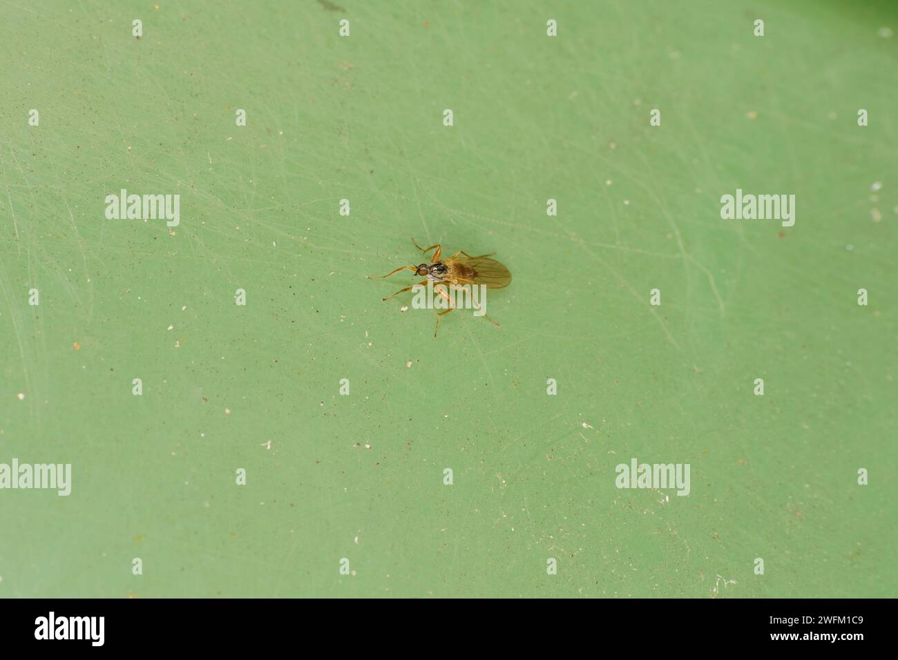 Genus Platypalpus Family Hybotidae Subfamily Tachydromiinae fly wild ...