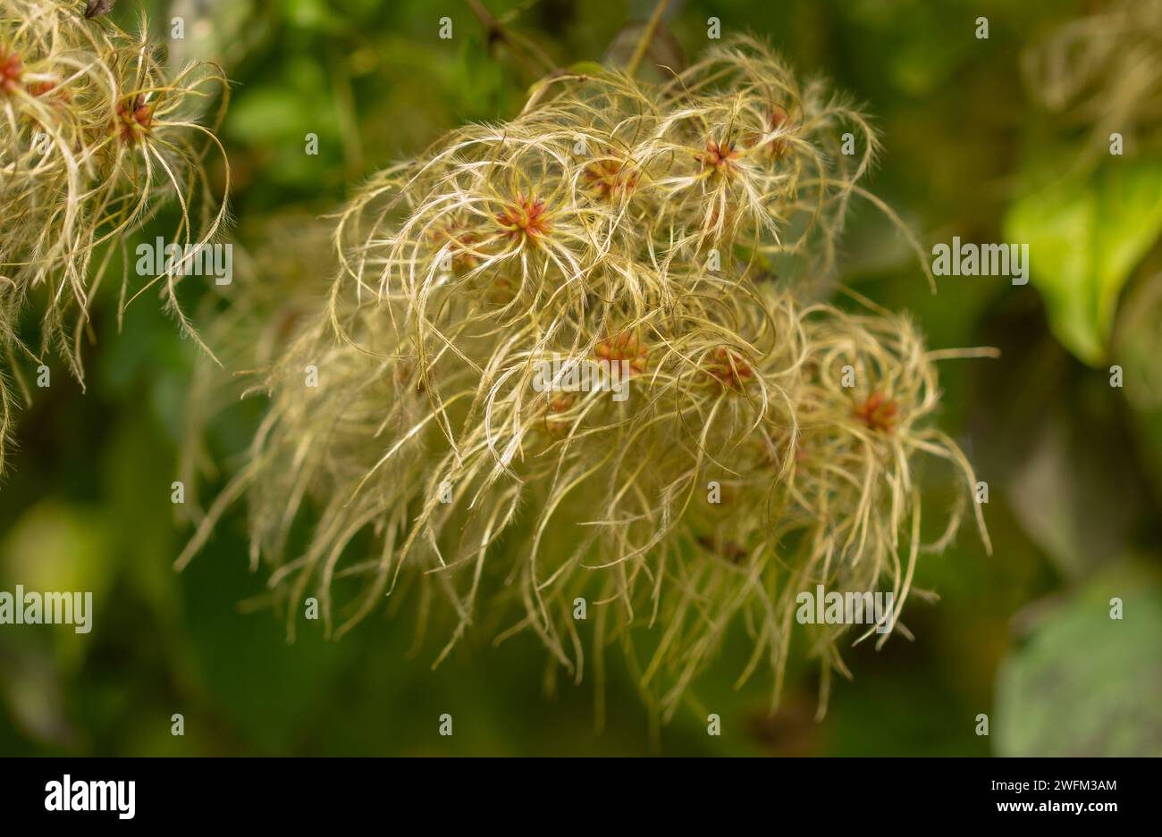 Old Man's Beard or Traveller's Joy (Clematis vitalba) seeds. Is a climbing shrub with branched, grooved stems, deciduous leaves, and scented greeny-wh Stock Photo