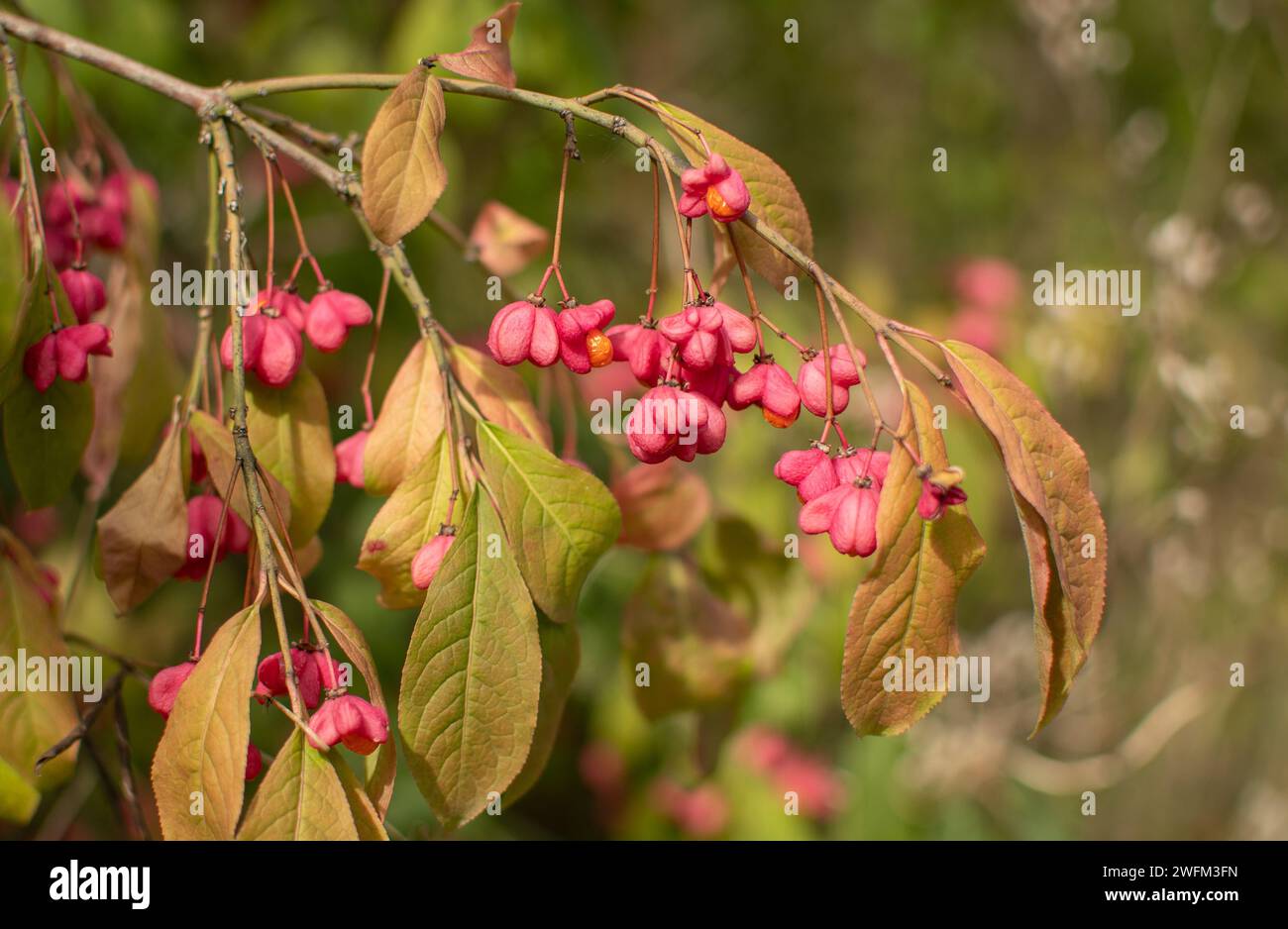 European spindle or common spindle (Euonymus europaeus) pink and orange fruits. Spindle pink fruits. Stock Photo