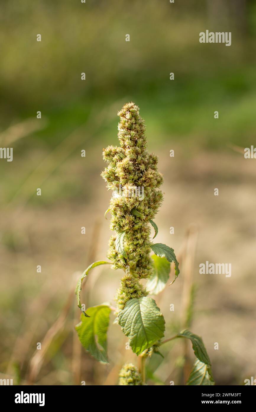 Inflorescence of green amaranth plants or smooth pigweed. Stock Photo