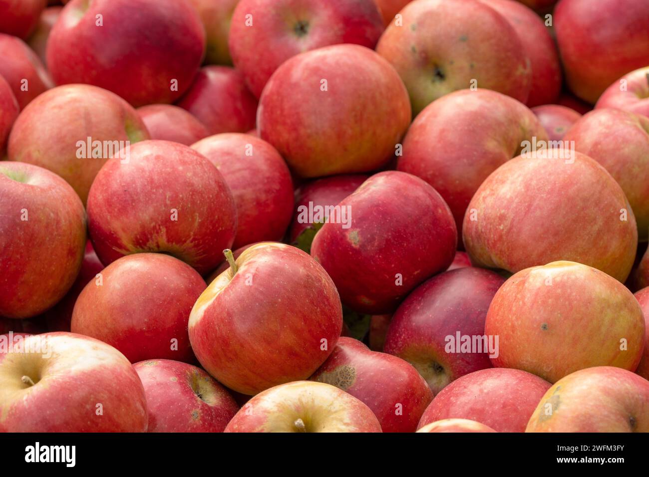 A bunch of organic red apples, picked and stored in wooden crates for the winter. Fruits background. Red apples background. Stock Photo