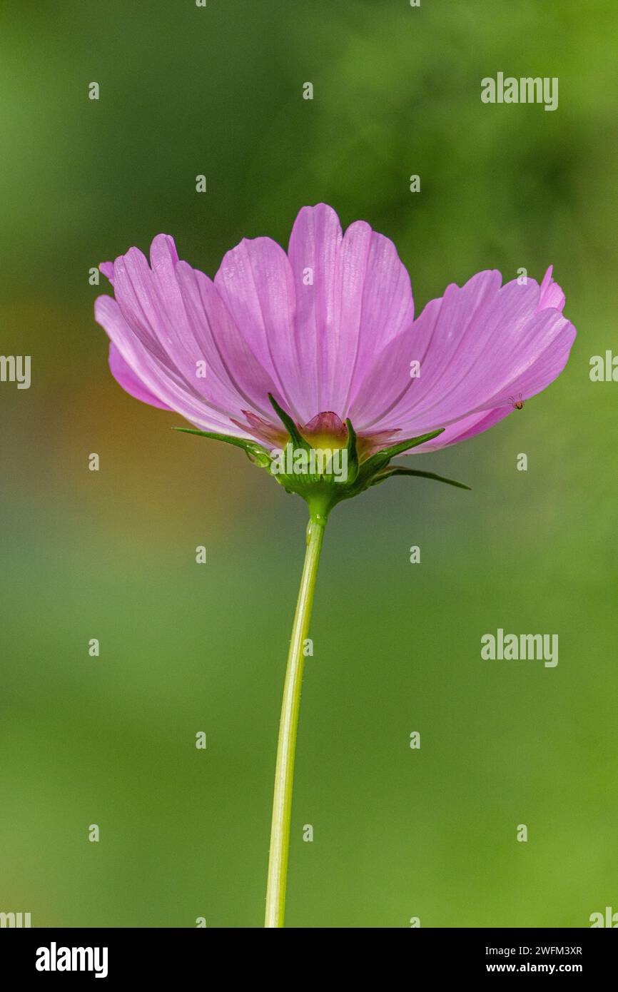 One Pink Daisy with a green background Stock Photo