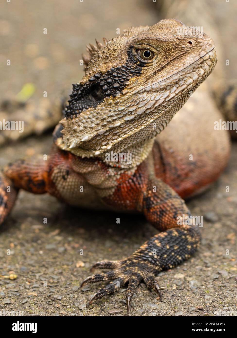 Water Dragon close-up profile view Stock Photo