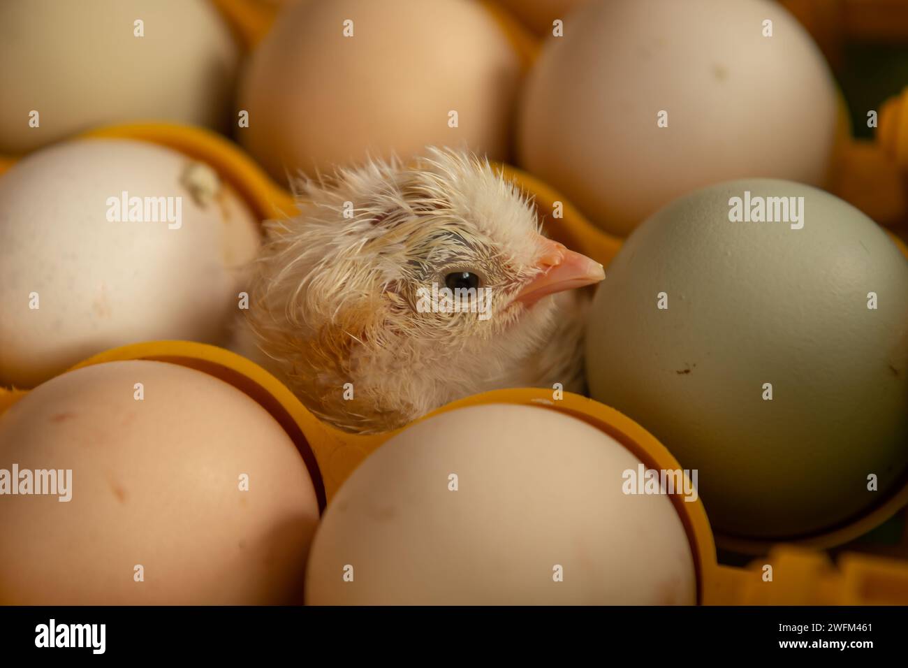 The first day of a chicken just hatched from a little farm incubator. First day of a chicken. Chicken hatching from egg. Stock Photo