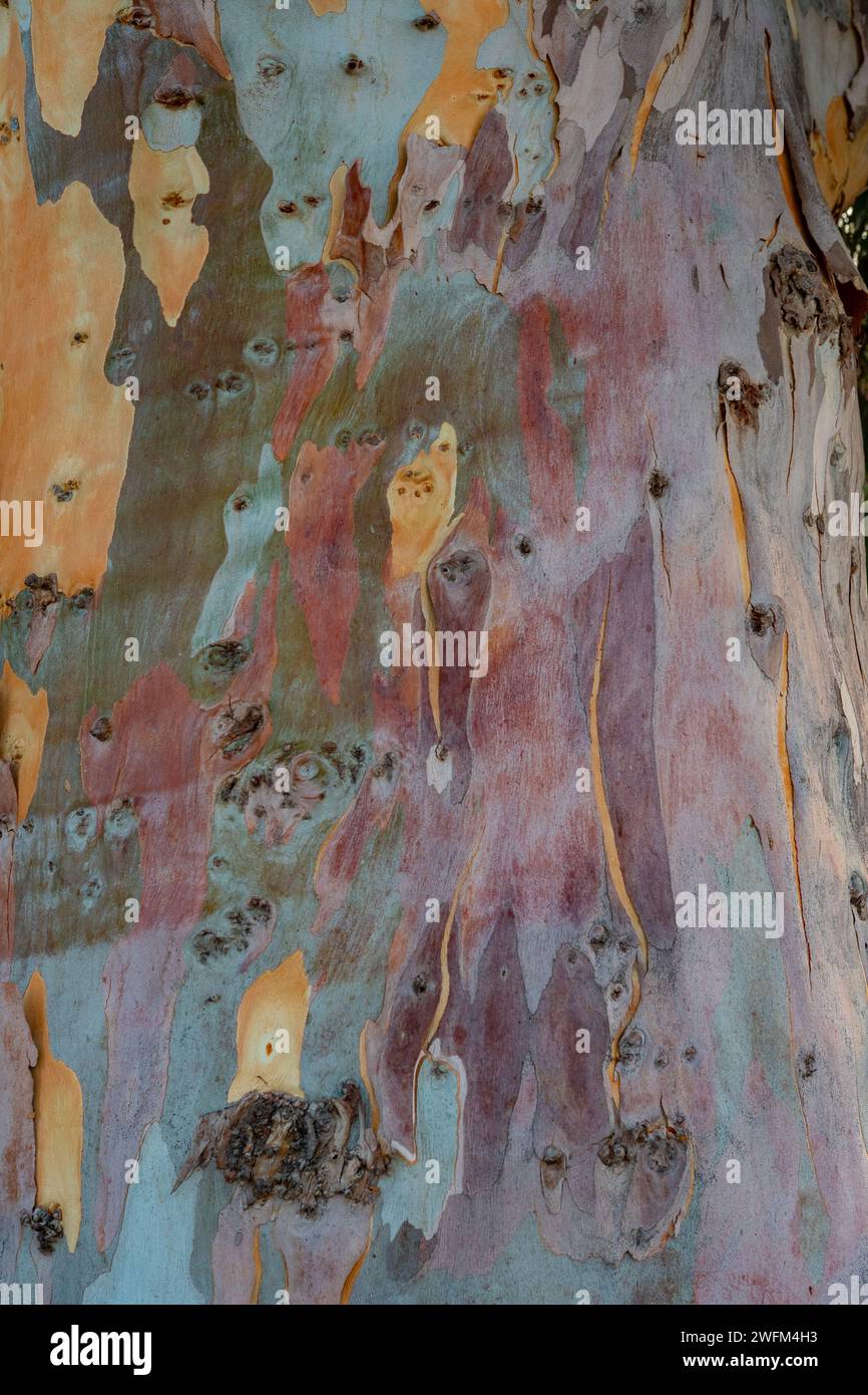 Colored eucalypt bark pattern. Amazing tree bark pattern. Eucalyptus amazing bark colored texture. Amazing tree bark background. Stock Photo