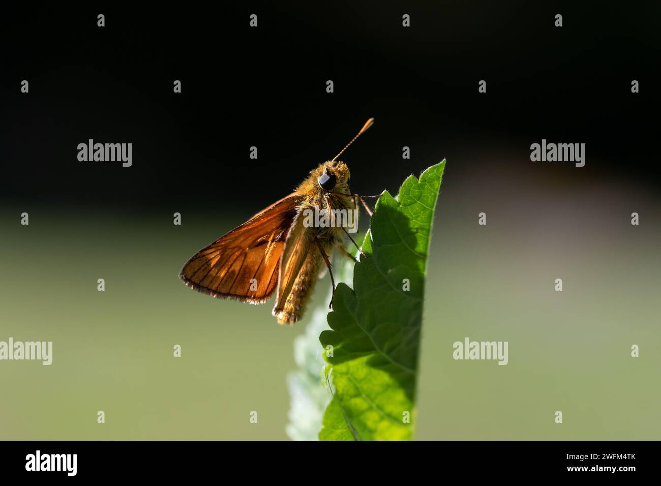 A Small skipper (Thymelicus sylvestris) butterfly perched with wings open on a green leaf. Stock Photo