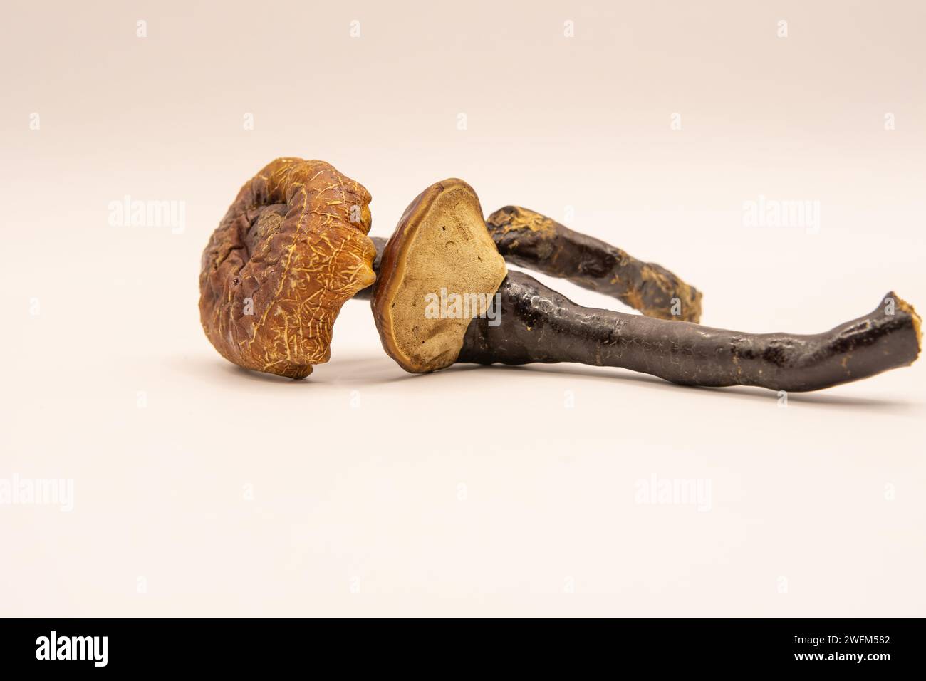 Reishi mushroom (Ganoderma lucidum) isolated on white.  Organic reishi mushroom. Ganoderma medicine. Stock Photo