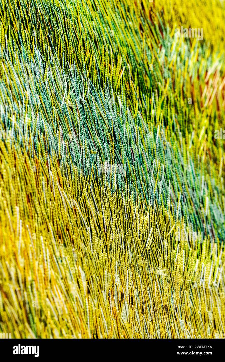 Close-up abstract of fiber art piece by Carolyn Nelson Stock Photo