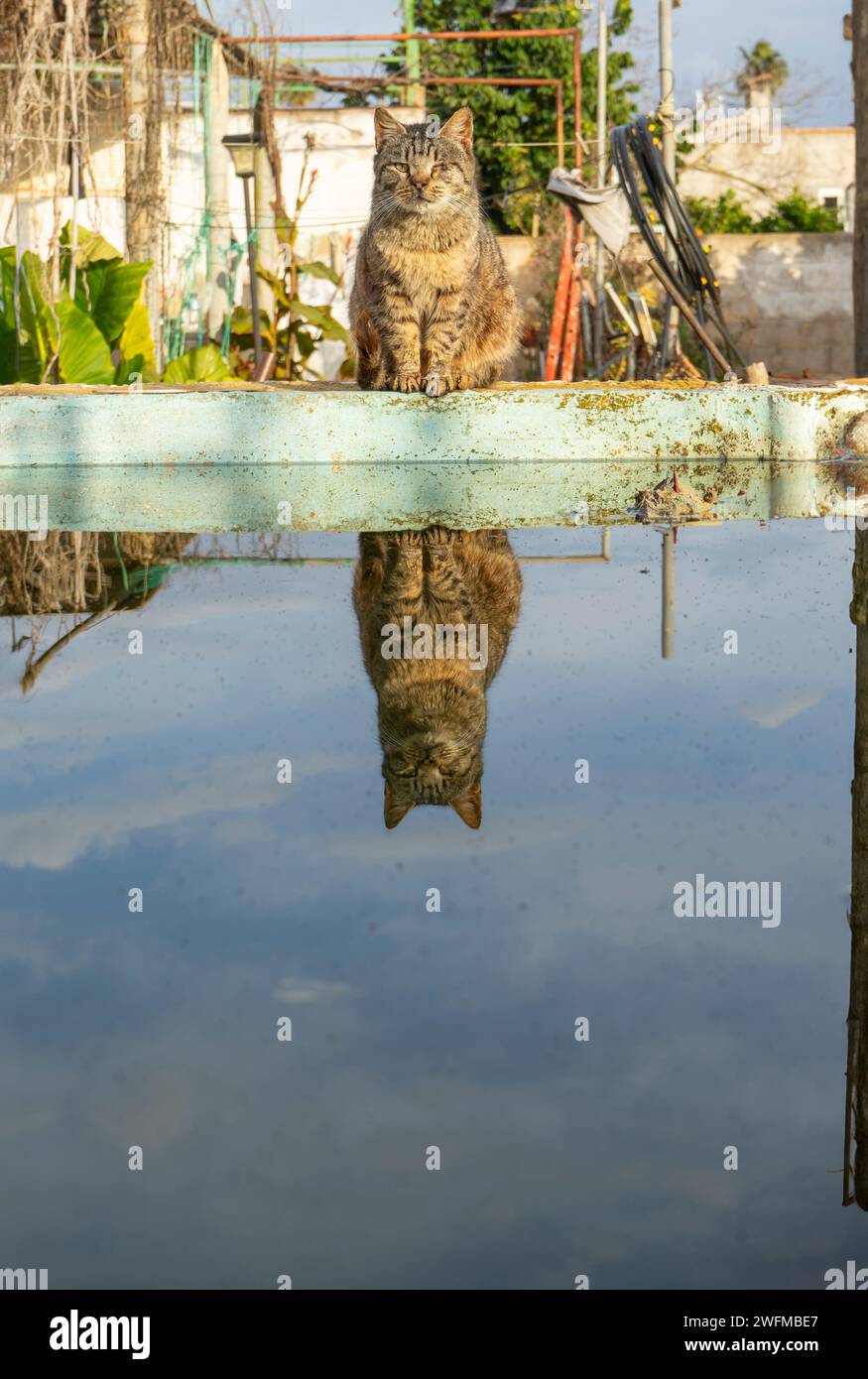 A contemplative cat sits atop a weathered beam, mirrored perfectly in the still water below. The backdrop of a rustic setting adds to the scene's sere Stock Photo