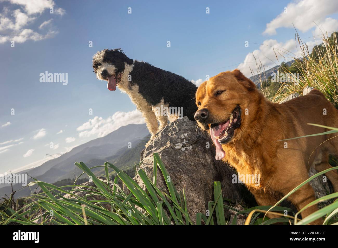 Perched on a mountain boulder, two dogs, one with a shaggy coat and the other golden-furred, pant happily after a hike. They survey the landscape, gua Stock Photo