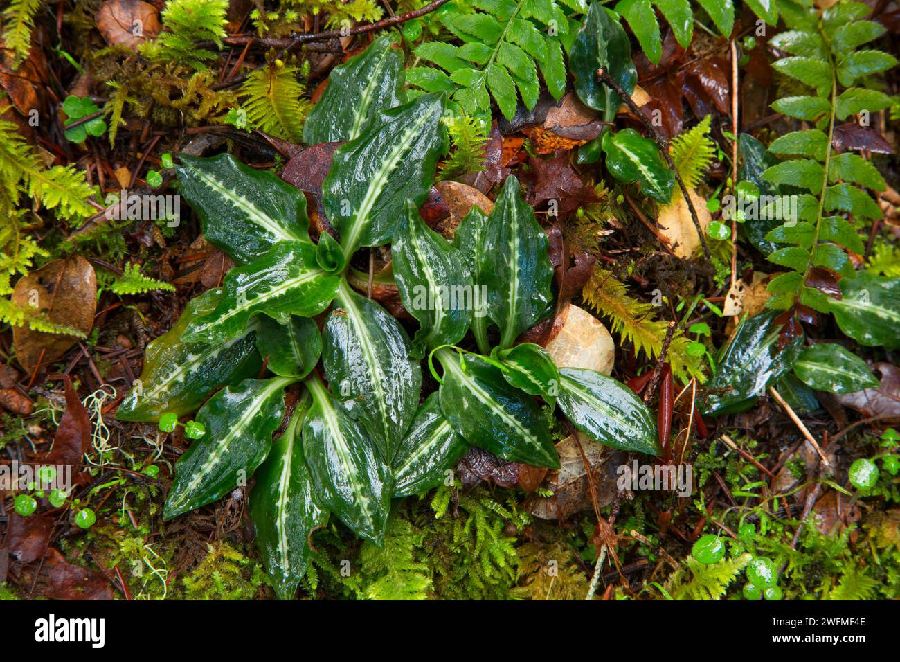 Rattlesnake plantain (Goodyera oblongifolia) along Taylor Creek Trail, Siskiyou National Forest, Oregon Stock Photo