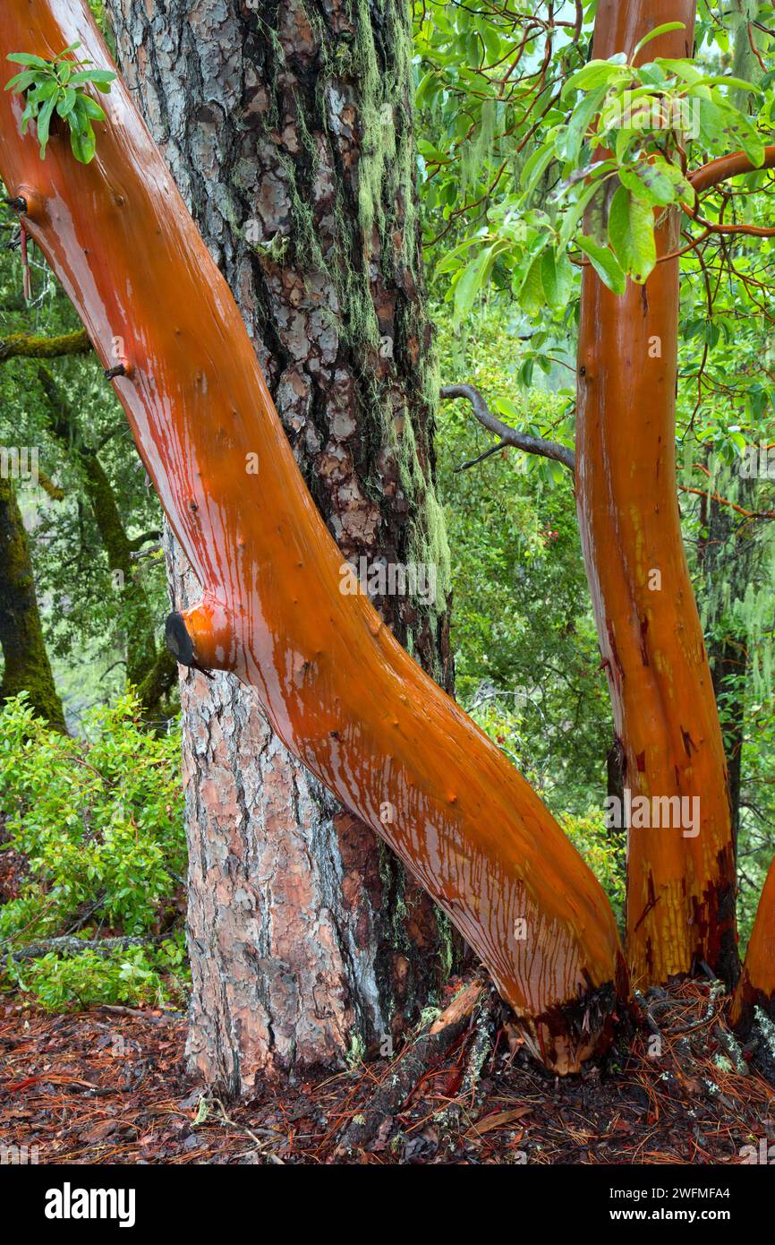 Pacific madrone along Kerby Flat Trail, Illinois Wild and Scenic River, Siskiyou National Forest, Oregon Stock Photo