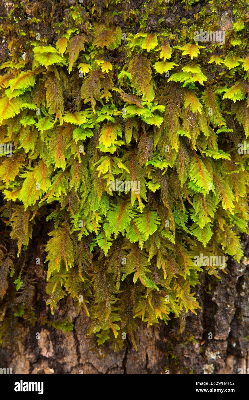 Club moss along Kerby Flat Trail, Illinois Wild and Scenic River, Siskiyou National Forest, Oregon Stock Photo