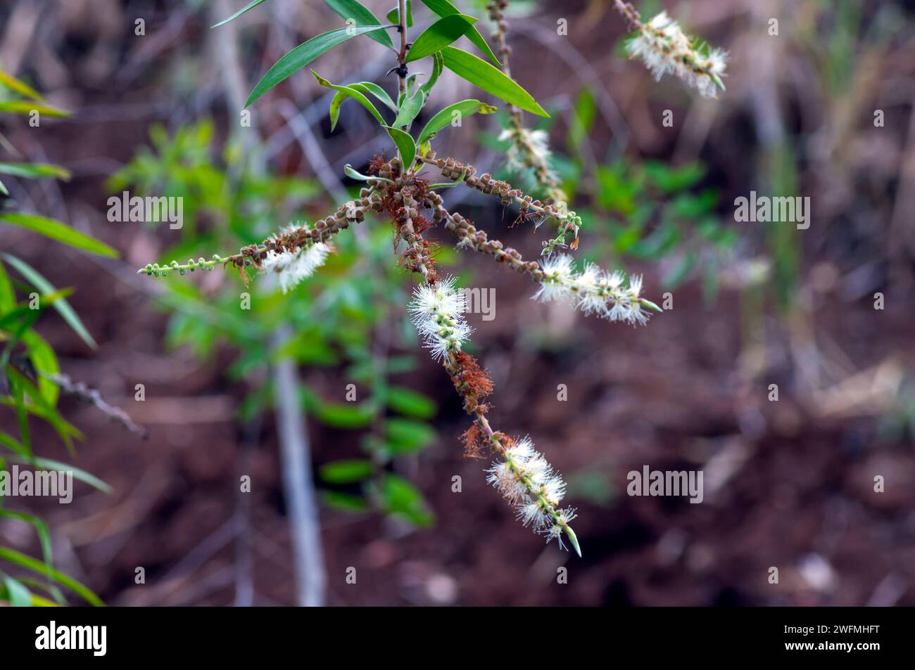 Melaleuca cajuputi flowers, Cajuput, in the Cajuput forest, Gunung Kidul, Yogyakarta, Indonesia. Stock Photo