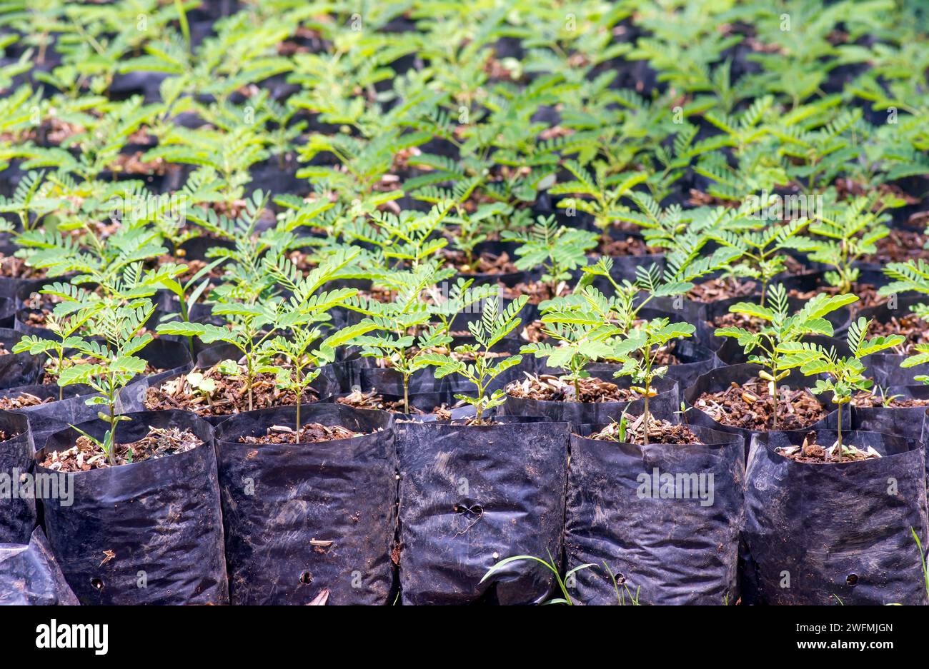 Sengon (Albizia falcataria) seedling grow well in the nursery in Yogyakarta, Indonesia. Stock Photo
