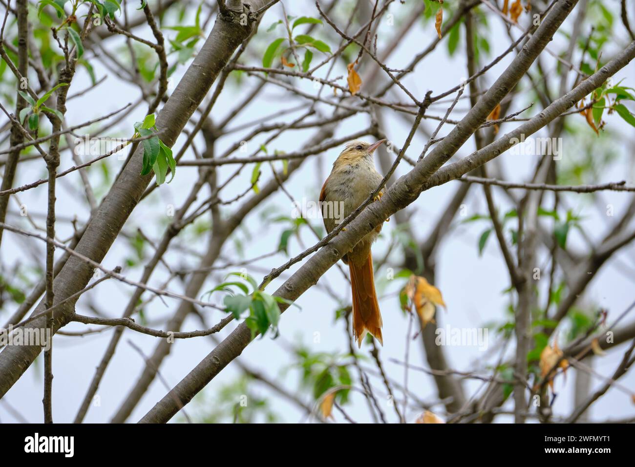 Creamy-crested Spinetail (Cranioleuca albicapilla), beautiful specimen perched on the branches of the shrub, endemic to Peru. Stock Photo