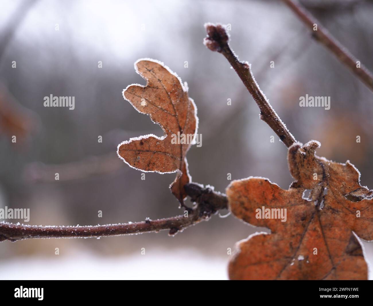 Branch with withered leaf hi-res stock photography and images - Alamy