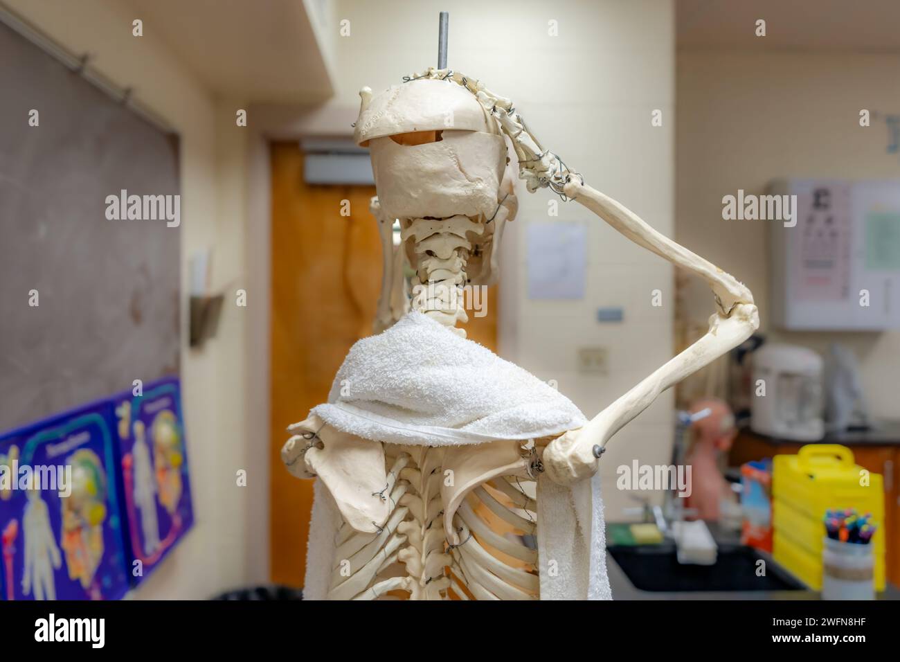 Skeleton with white towel over shoulders and showing emotion with both hands on head as if showing stress, disbelief, or worried. Stock Photo