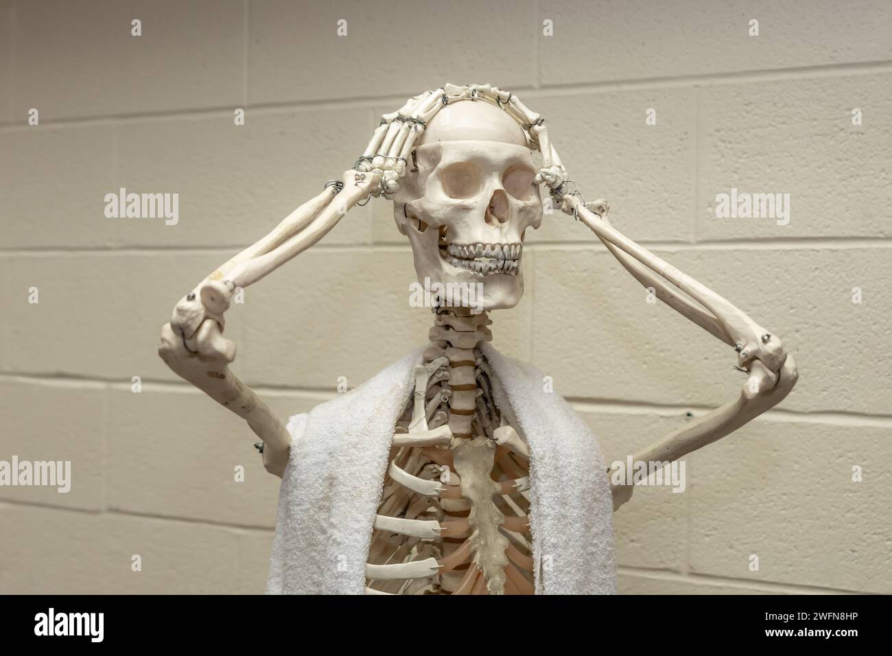 Skeleton with white towel over shoulders and showing emotion with both hands on head as if showing stress, disbelief, or worried. Stock Photo