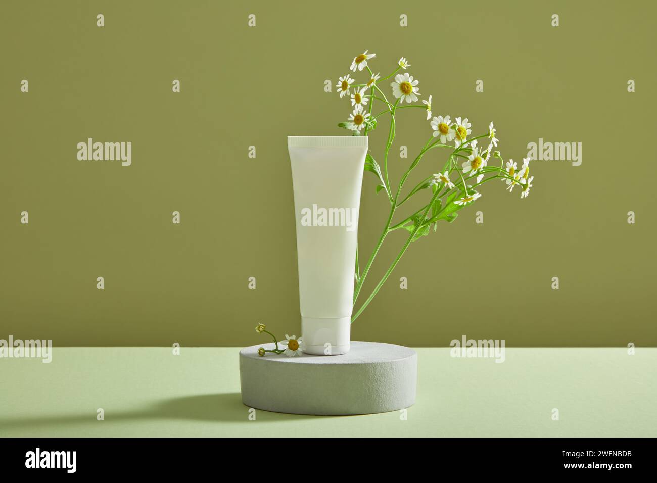 Mockup scene with white empty label tube standing on round podium for cosmetic of Feverfew flowers (Tanacetum parthenium) extract. Front view Stock Photo