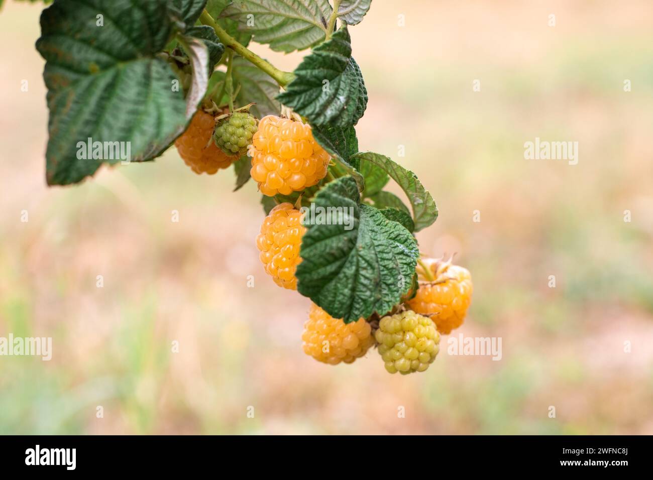 Branch of ripe yellow raspberries. A rare variety of berry. Growing and care. Stock Photo