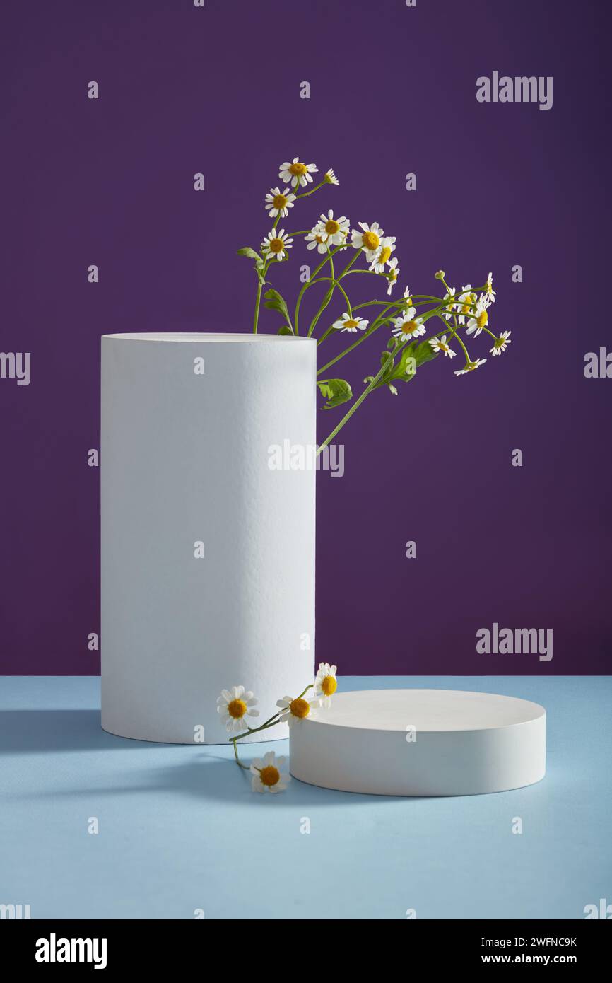 White cylinder and round podiums with empty space on it to display beauty product extracted from Feverfew flowers (Tanacetum parthenium). Minimalist b Stock Photo