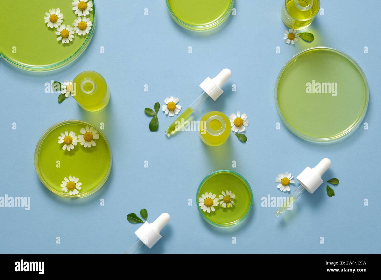 Over a blue background, some petri dishes with essence extracted from Feverfew flowers (Tanacetum parthenium) and droppers displayed on. Laboratory co Stock Photo
