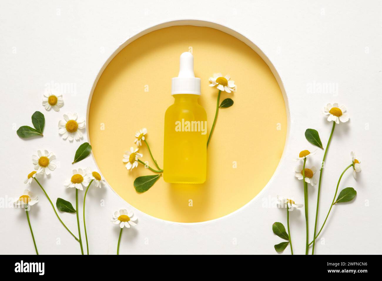 A serum glass cosmetic bottle with dropper of Feverfew flowers (Tanacetum parthenium) extract decorated with many flowers and green leaves. Healthy sk Stock Photo