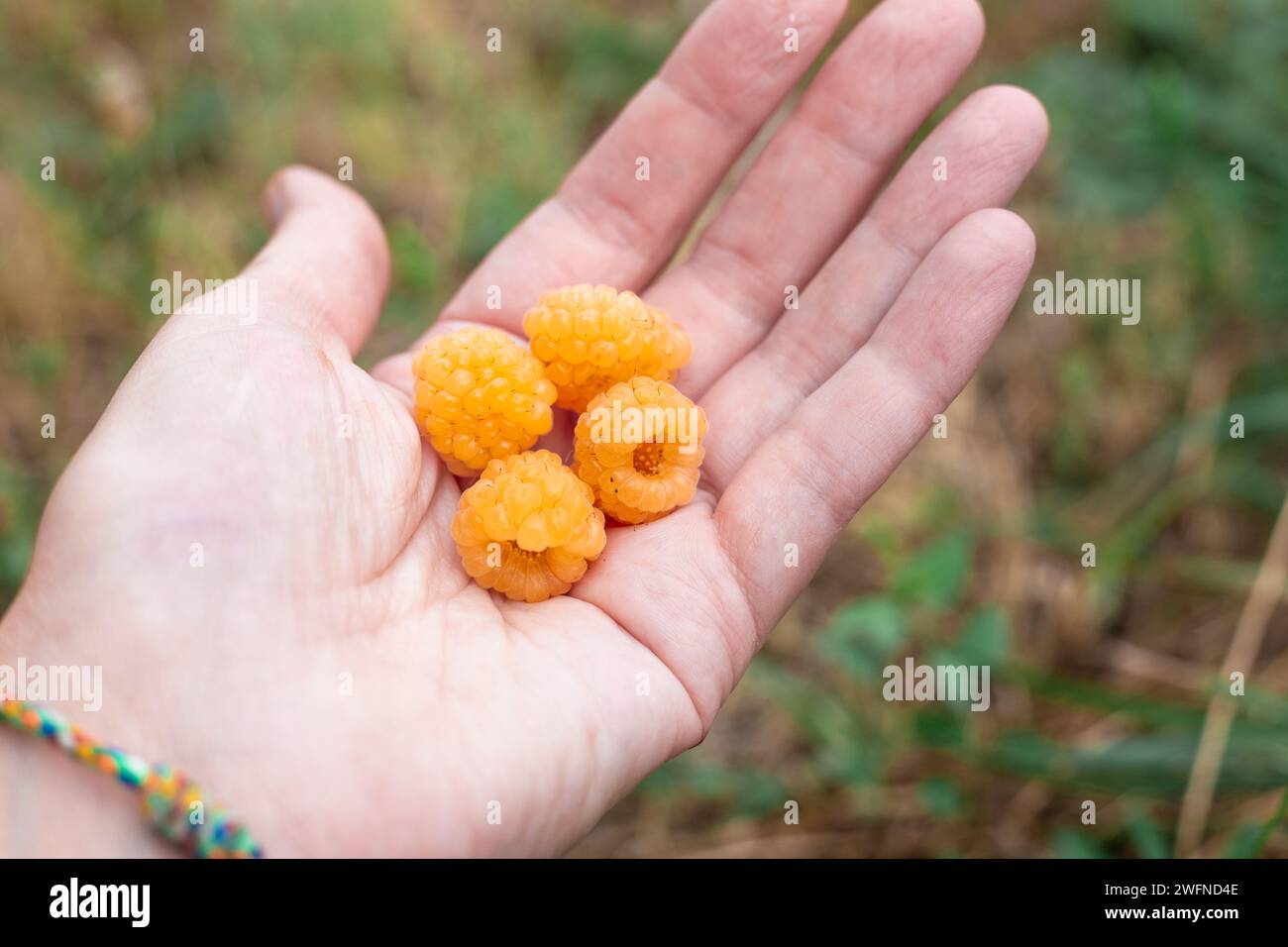 ripe yellow raspberries in the gardener's hand. A rare variety of berry. Growing and care. Stock Photo